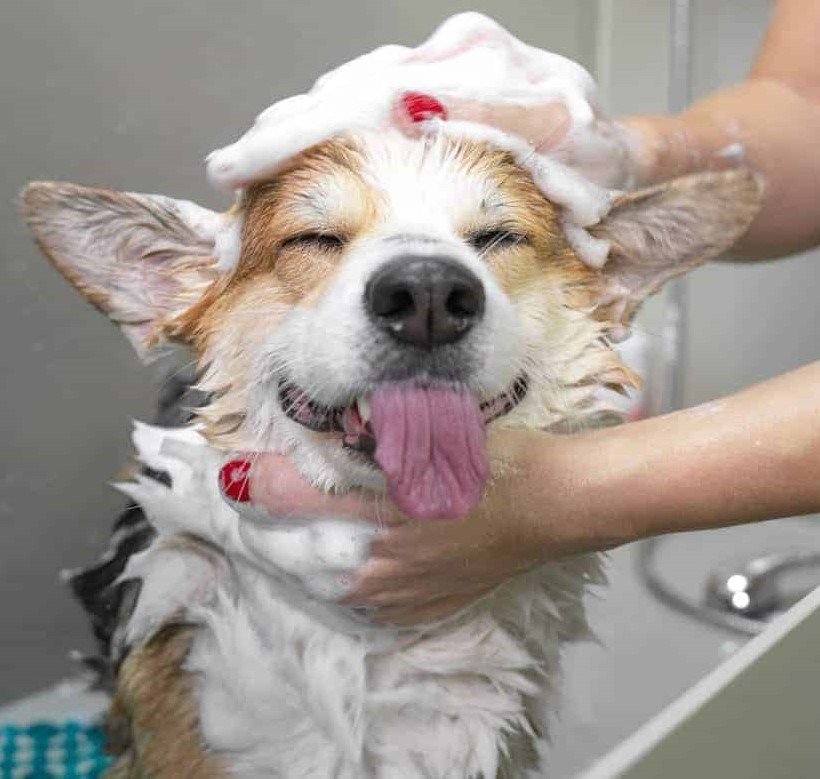 Top Dog Wash And Groom